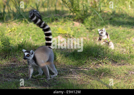 Ring-tailed lemurs in Madagascar with baby Stock Photo