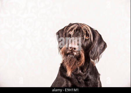 German Wirehaired Pointer, Germany Stock Photo