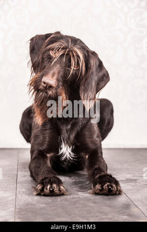 Sitting German Wirehaired Pointer, Germany Stock Photo