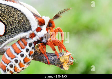 Cecropia Moth,  Hyalophora Cecropia, Resting on Twig. Stock Photo