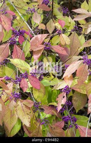 Callicarpa dichotoma. Purple beautyberry in autumn Stock Photo