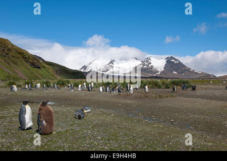 A colony of King Penguins (Aptenodytes patagonicus), Salisbury Plain, South Georgia and the South Sandwich Islands Stock Photo