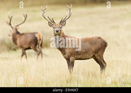 Red deer (Cervus elaphus) stags during the annual rut