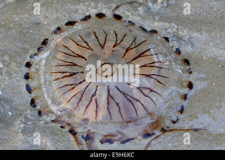 Northern Sea Nettle (Chrysaora melanaster), jellyfish, East Frisian Islands, East Frisia, Lower Saxony, Germany