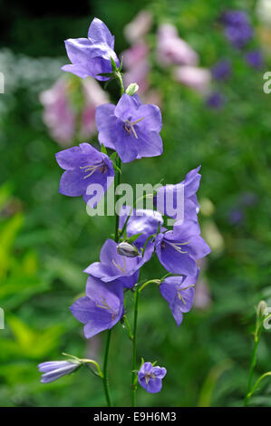 Bellflowers (Campanula sp.), Middle Franconia, Bavaria, Germany Stock Photo