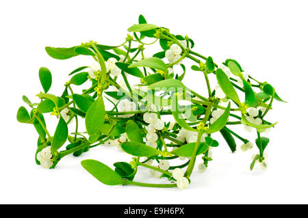 a branch of common mistletoe with the distinctive white berries on a white background Stock Photo