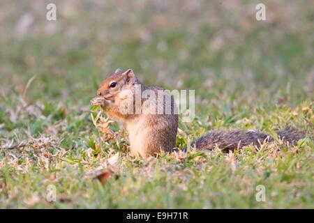 Smith's bush squirrel (Paraxerus cepapi), feeding, Namibia Stock Photo