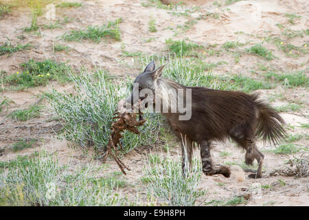 Brown hyena (Hyaena brunnea), carrying carrion from lion kill, Kgalagadi Transfrontier National Park, South Africa Stock Photo