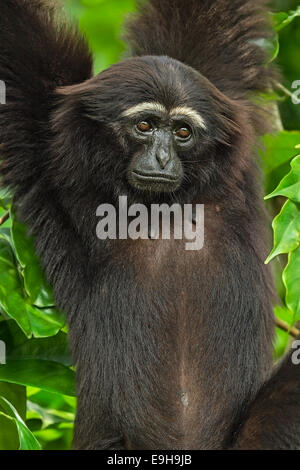 Captive Agile Gibbon (Hylobates agilis) at Singapore Zoo Stock Photo