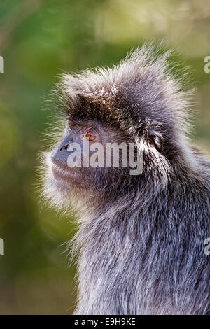 Silvery Lutung (Trachypithecus cristatus) also known as Silvery Langur or Silvered Leaf Monkey close-up Stock Photo