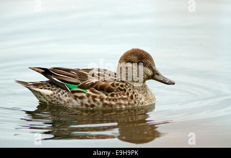 Common Teal (Anas crecca), female, North Rhine-Westphalia, Germany Stock Photo