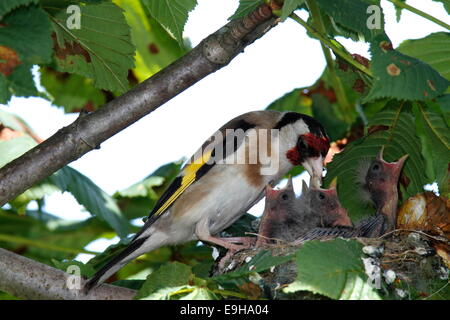 European Goldfinch or Goldfinch (Carduelis carduelis) at nest with chicks, Lower Saxony, Germany Stock Photo