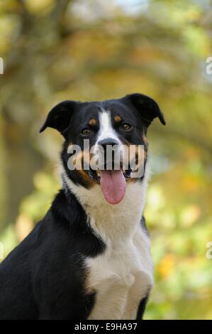 Appenzeller Sennenhund or Appenzell Mountain Dog, Germany Stock Photo