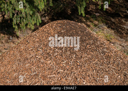 Anthill of the Big Red Wood Ant (Formica rufa), Tyrol, Austria