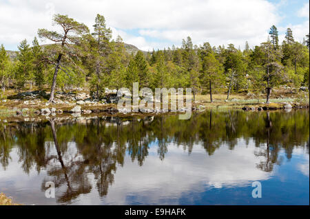 Scots Pines (Pinus sylvestris) on the shore with reflections in Lake Djupsjøen, Femundsmarka National Park, Hedmark Stock Photo