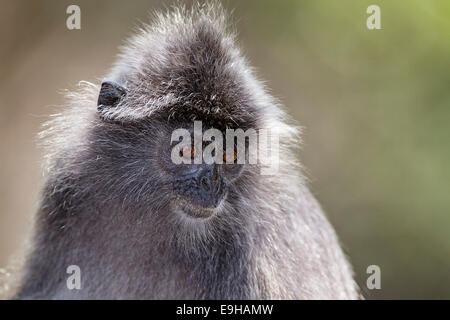 Silvery Lutung (Trachypithecus cristatus) also known as Silvery Langur or Silvered Leaf Monkey close-up Stock Photo