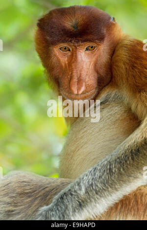 Male Proboscis monkey (Nasalis larvatus) portrait Stock Photo