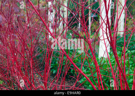 Himalayan Birches Betula utilis var jacquemontii and Red twig Dogwood Cardinal Cornus sericea in mid October Stock Photo