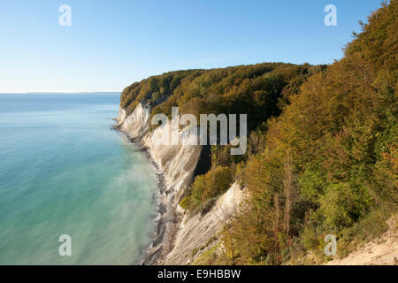 Baltic Sea, chalk cliffs and beech forest, Common beech trees (Fagus sylvatica), in autumn, Jasmund National Park Stock Photo