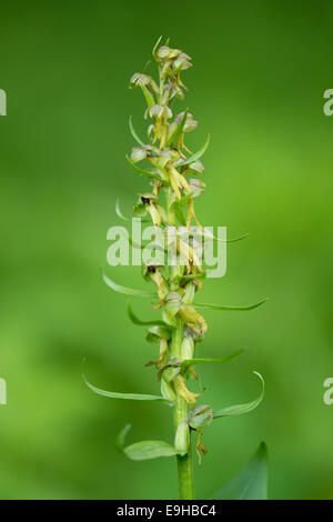 Frog Orchid (Coeloglossum viride), flower, Thuringia, Germany Stock Photo