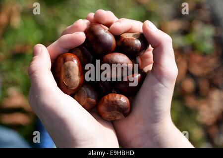 Picking chestnuts, Germany, 27. October 2014. Photo: Frank May/picture alliance Stock Photo