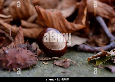 Picking chestnuts, Germany, 27. October 2014. Photo: Frank May/picture alliance Stock Photo