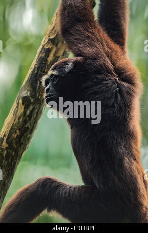 Captive Agile Gibbon (Hylobates agilis) at Singapore Zoo Stock Photo