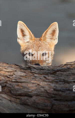 Blackbacked jackal, Canis mesomelas, Kgalagadi Transfrontier Park, South Africa Stock Photo