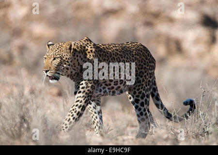Leopard, Panthera pardus, male, Kgalagadi Transfrontier park, South Africa Stock Photo