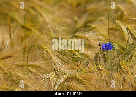 Cornflower in barley field Stock Photo