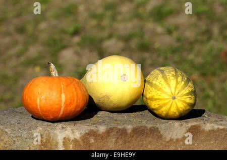 Decorative pumpkins on a stone Stock Photo