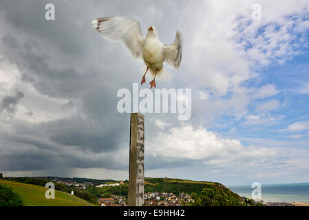 Herring gull  (Larus argentatus)  taking off from a wooden post. Hastings. East Sussex Stock Photo