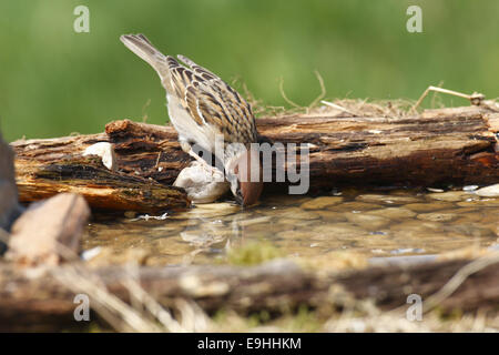 Eurasian tree sparrow drinking Stock Photo