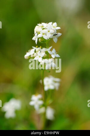 Heath Bedstraw - Galium saxatile with small insect Stock Photo
