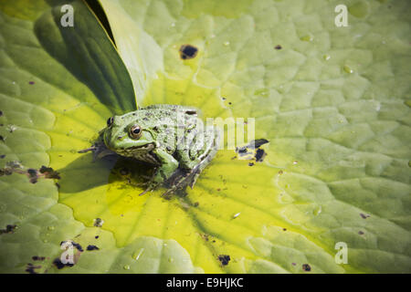 green frog Stock Photo