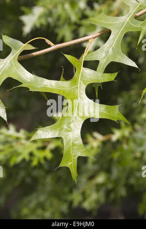 pin oak Stock Photo