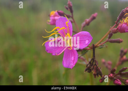 purple Malabar flower or Osbeckia chinensis in nature Stock Photo