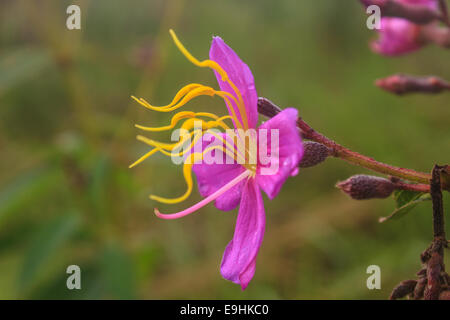 purple Malabar flower or Osbeckia chinensis in nature Stock Photo