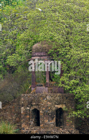 Bengal tigers family - mother with three cubs - resting in an ancient ruined Hindu temple in Ranthambhore national park Stock Photo