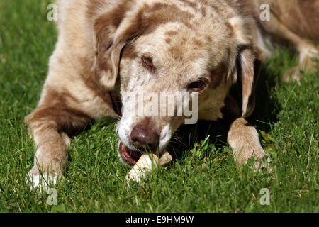 Big dog chewing on a bone in the grass Stock Photo