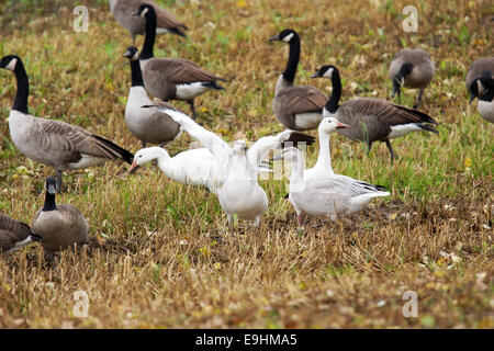 Snow geese gosling, Chen caerulescens, stretching its wings in field during fall migration. Stock Photo