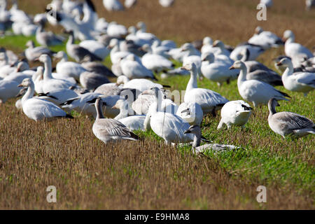 Adult and gosling Snow geese, Chen caerulescens, feeding and resting in an agricultural field during fall migration. Stock Photo