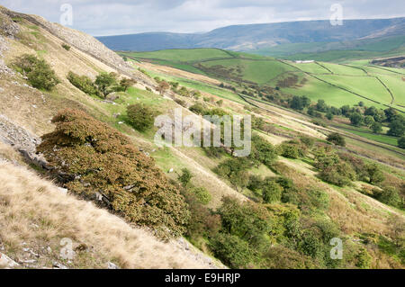 Cracken edge quarries near Chinley in Derbyshire. Syacmore and Hawthorn trees growing on the slopes. Stock Photo