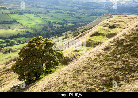 Cracken edge quarries near Chinley in Derbyshire. A large Sycamore tree grows on the slopes. Stock Photo