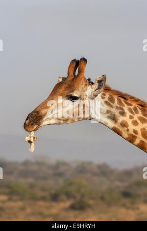 Giraffe (Giraffa camelopardalis), chewing bone to extract nutrients (osteophagy), Hluhluwe iMfolozi Park, South Africa Stock Photo