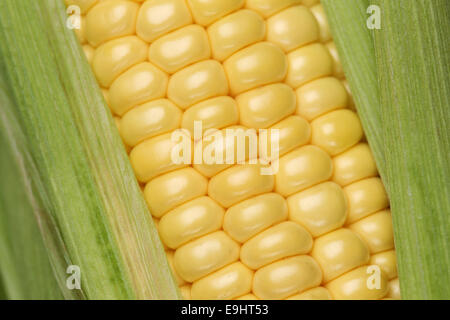 Close up of a corn plant in summer during harvest Stock Photo