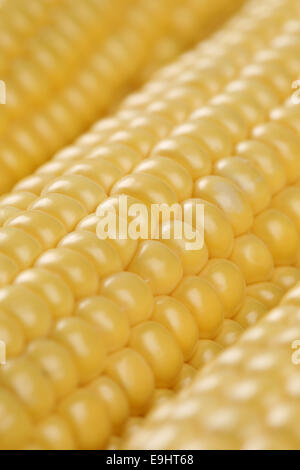 Close up of a corn cobs in a row in summer Stock Photo