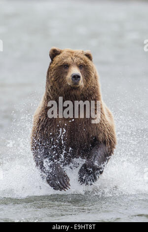Alaskan brown bear charging through the river chasing salmon Stock Photo