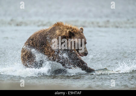 Alaskan brown bear fishing for silver salmon in Alaska Stock Photo