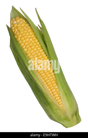 Corn cob or maize isolated on a white background Stock Photo